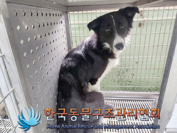 한국동물구조관리협회_441382202300686